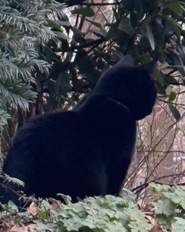 Missing Cat - Lütjensee