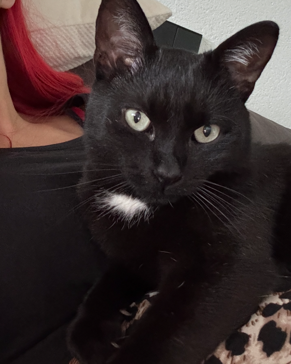 Missing Cat - Schwäbisch Gmünd