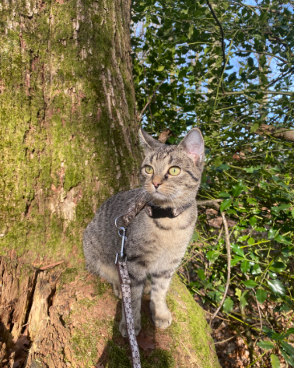 Missing Cat - Menden (Sauerland)