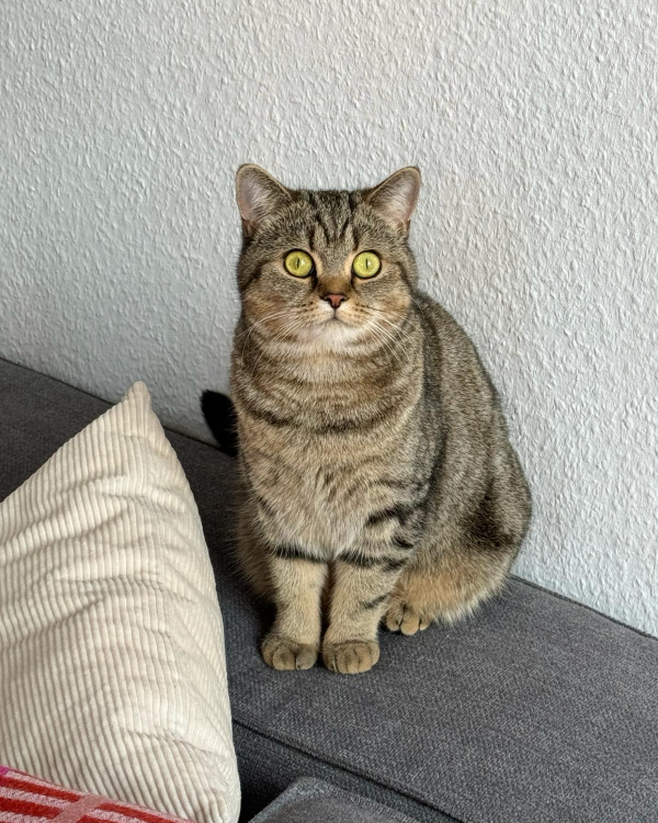Found Cat - Berlin