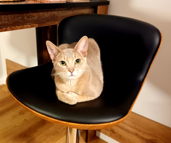 Found Cat - Rathenow