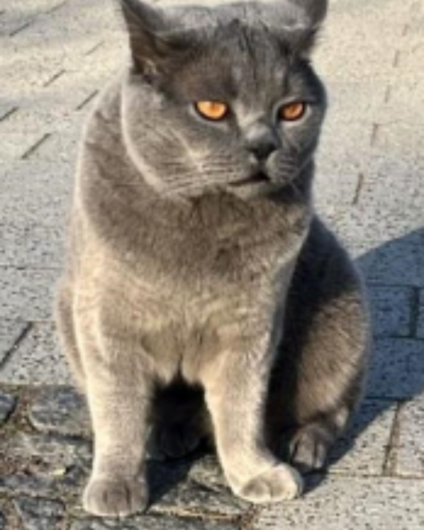 Missing Cat - Waren (Müritz)