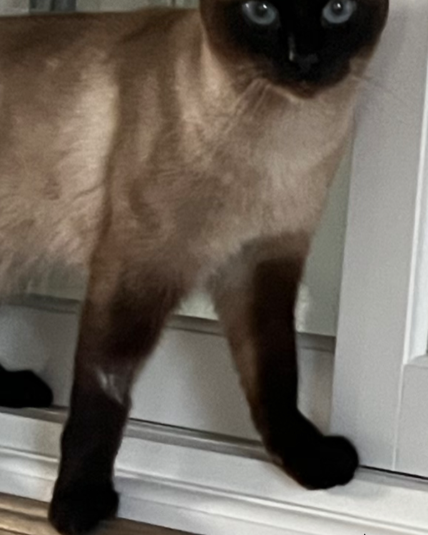 Missing Cat - Tholey