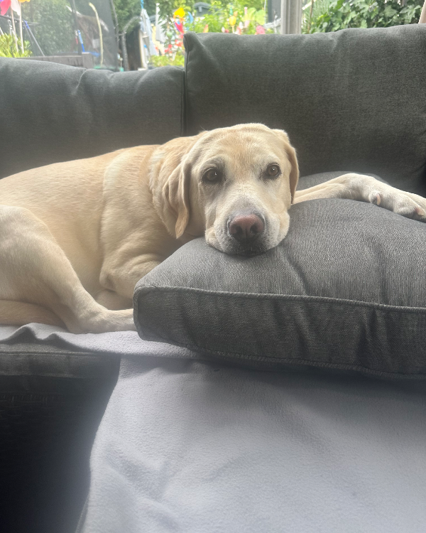 Missing Cat - Mielenko