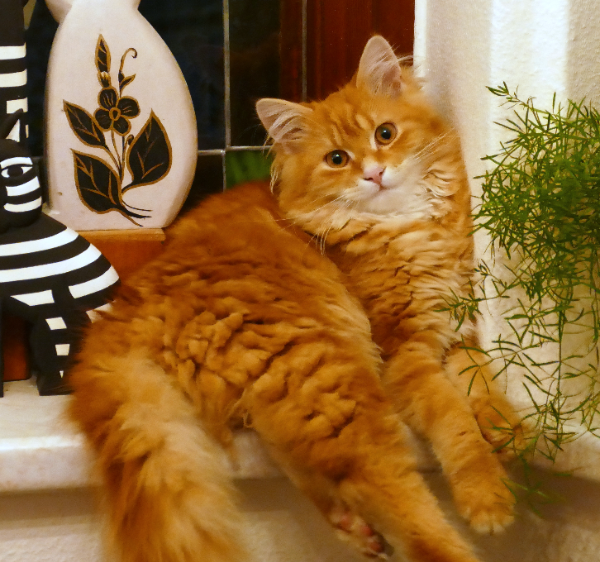 Missing Cat - Rudolstadt