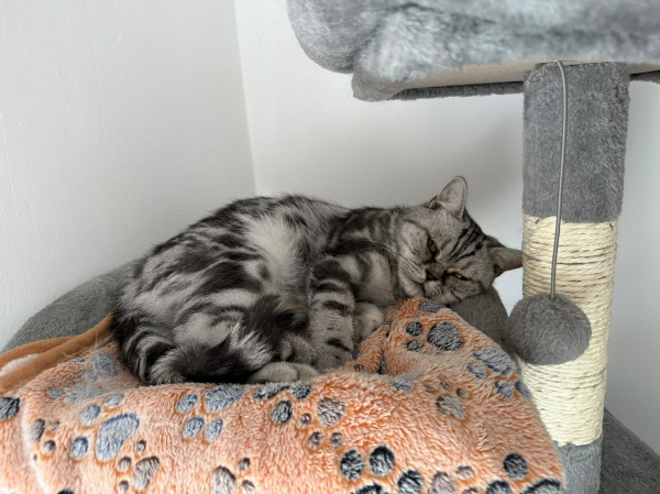 Found Cat - Wolfenbüttel