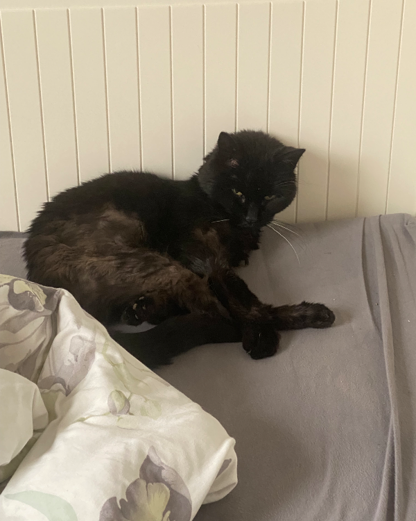 Found Cat - Müllheim im Markgräflerland