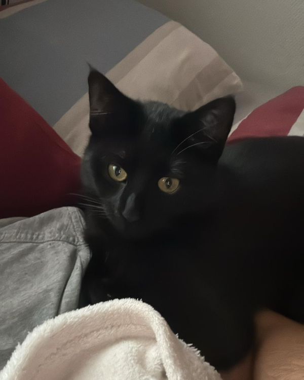 Missing Cat - Obernheim-Kirchenarnbach