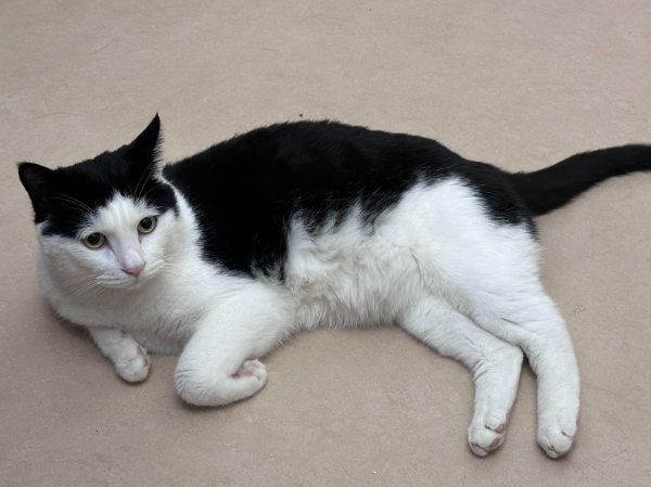 Missing Cat - Göttingen