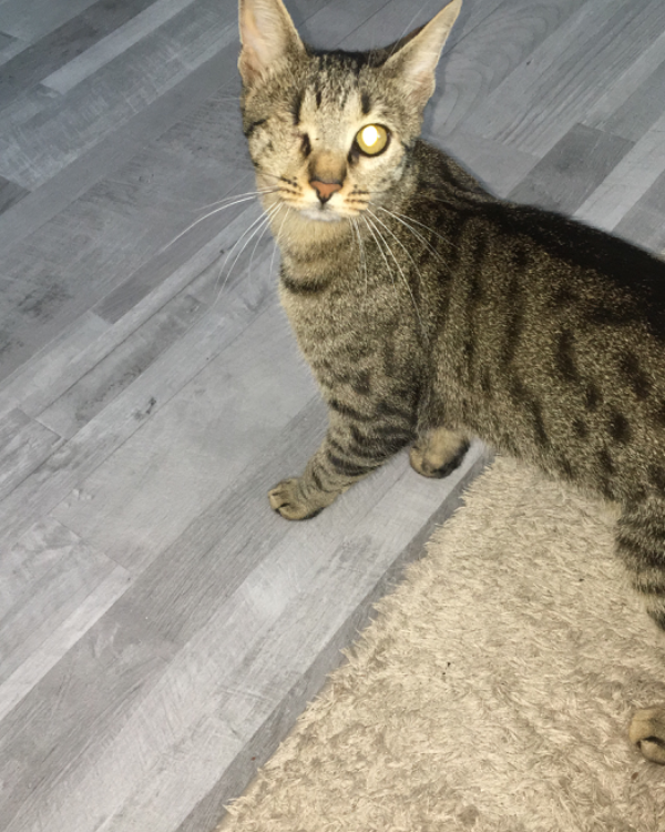 Missing Cat - Nienburg/Weser