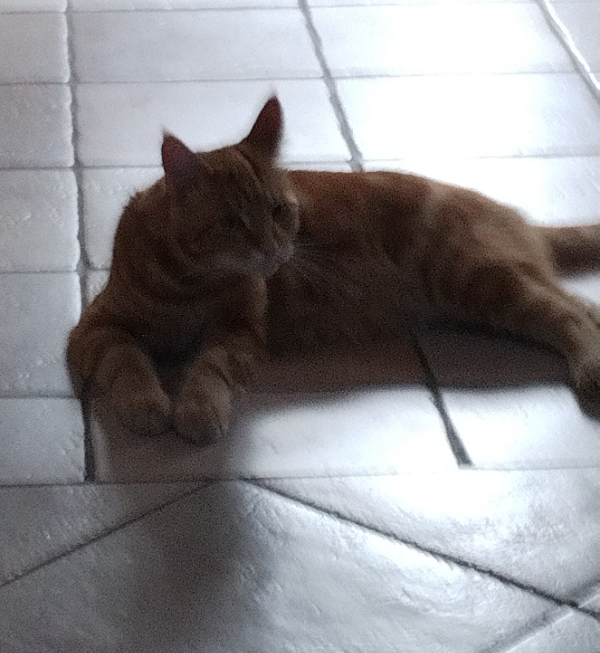 Missing Cat - Kletkamp