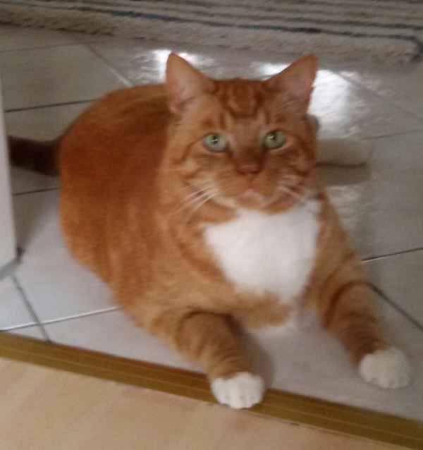 Missing Cat - Bad Zwischenahn