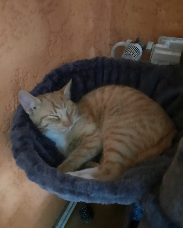 Missing Cat - Senftenberg