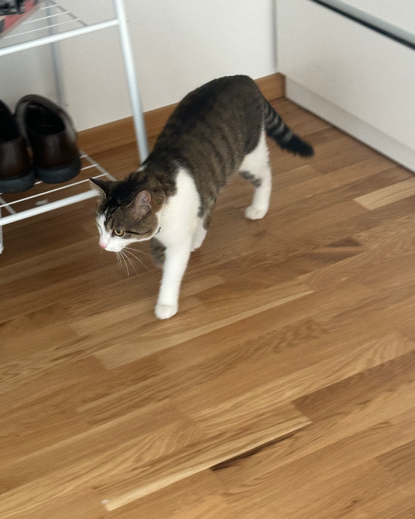 Missing Cat - Weiden in der Oberpfalz