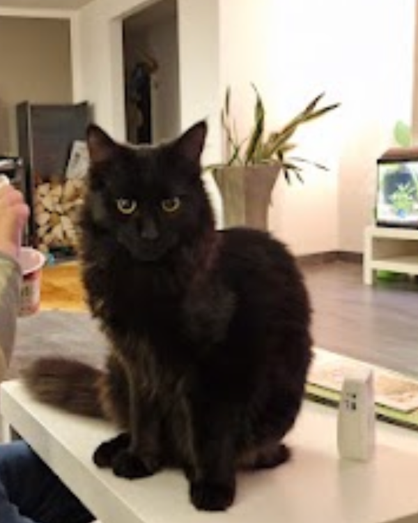 Missing Cat - Mosbach