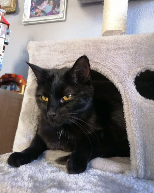 Missing Cat - Stendal