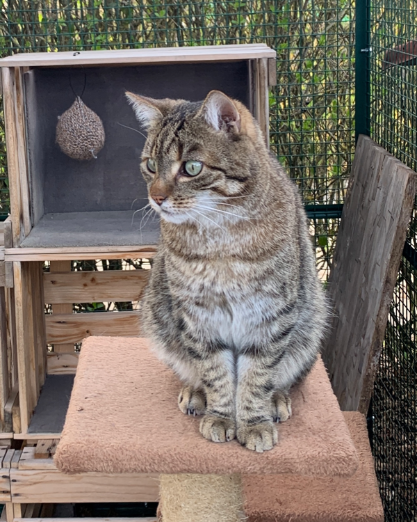 Missing Cat - Huisheim