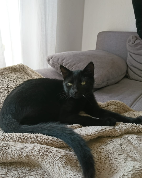 Missing Cat - Berlin