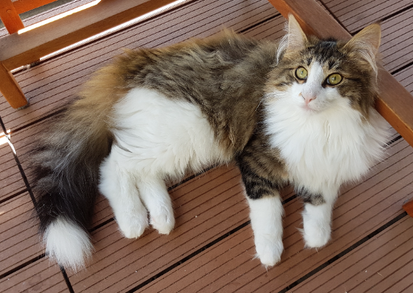 Found Cat - Burkhardtsdorf