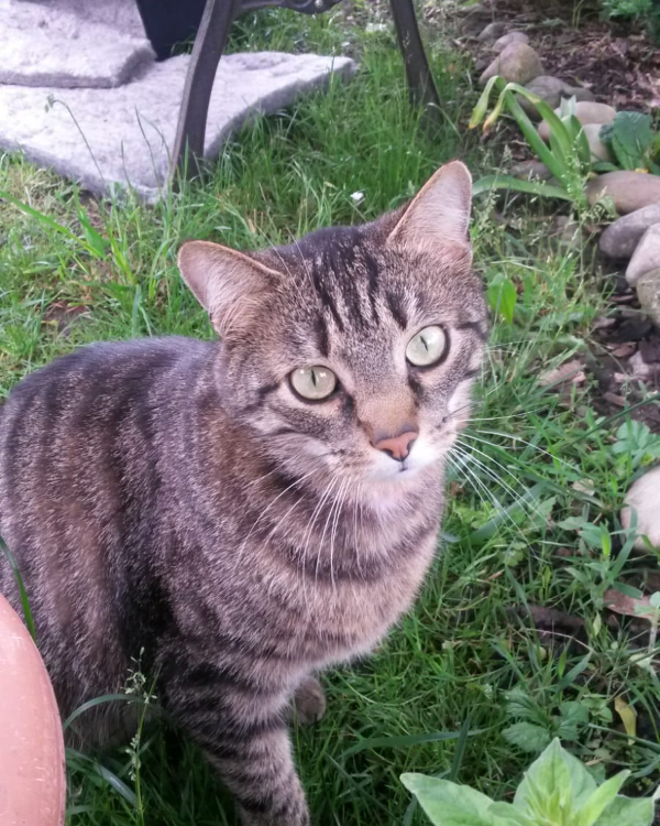 Missing Cat - Künzelsau