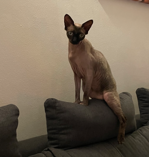 Found Cat - Windsbach