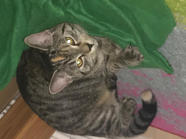 Missing Cat - Podelzig