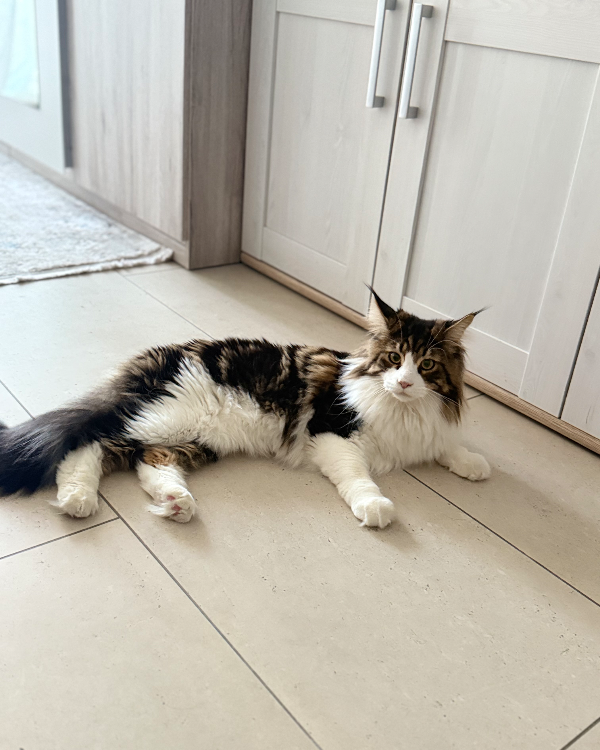 Found Cat - Deggendorf