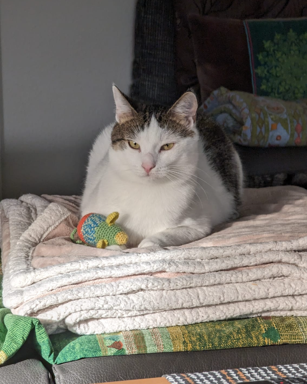 Missing Cat - Breinig (Stolberg)