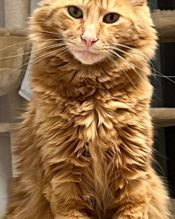 Missing Cat - München