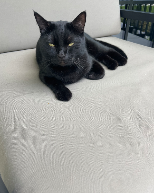 Missing Cat - Wendelstein