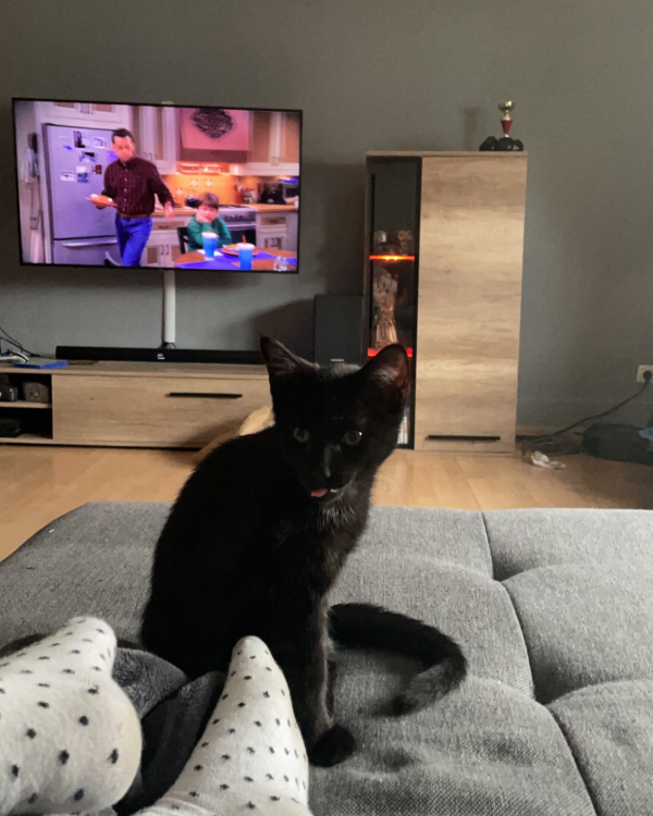 Missing Cat - Rehburg-Loccum