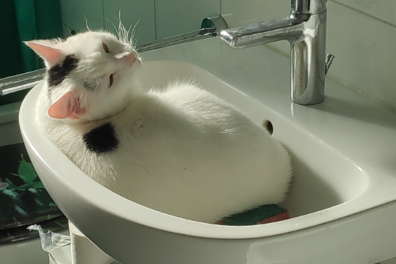 Found Cat - Elsfleth