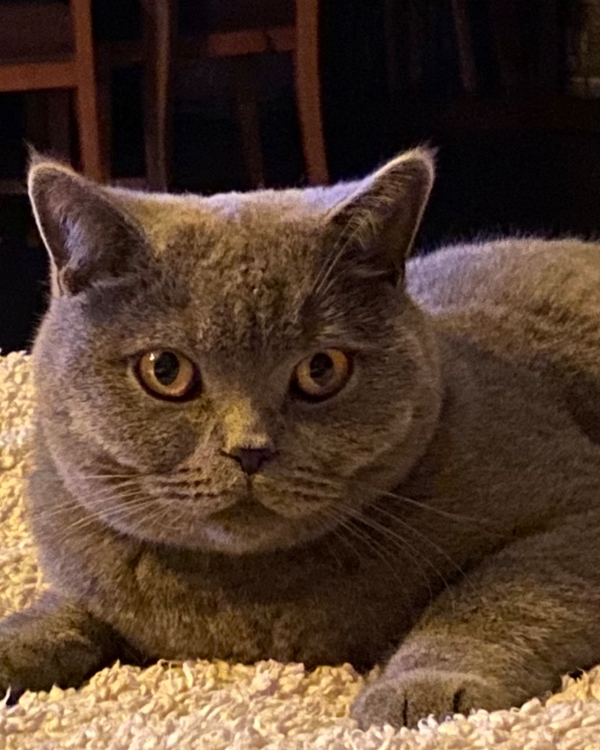 Missing Cat - Anschau