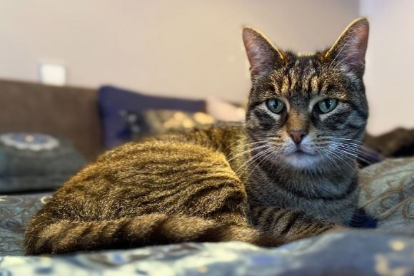 Missing Cat - Weiden in der Oberpfalz