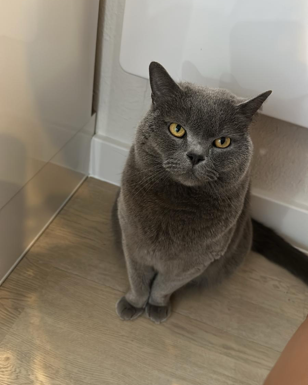 Missing Cat - Vogtsburg im Kaiserstuhl