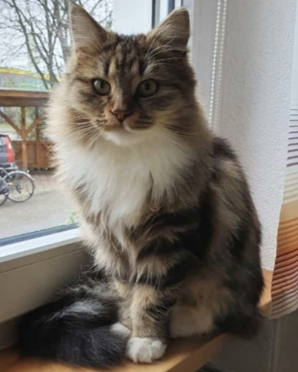 Missing Cat - Emmendingen