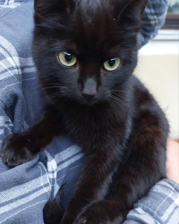 Found Cat - Hohenmölsen