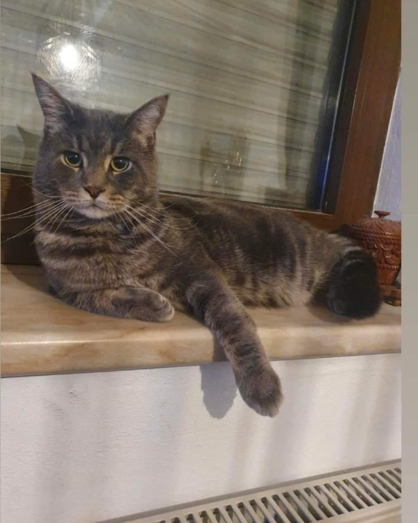 Found Cat - Herrieden