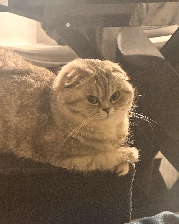 Missing Cat - Nortorf