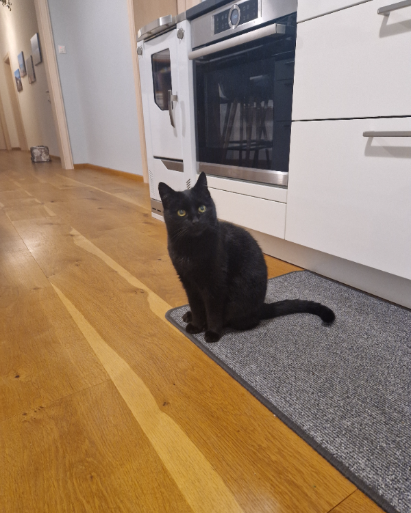 Missing Cat - Rot an der Rot