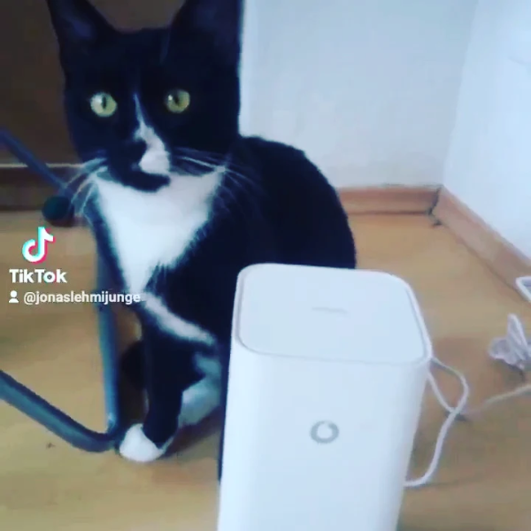 Missing Cat - Glashütte