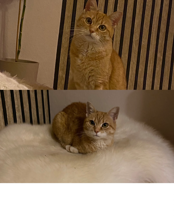 Missing Cat - Tröstau