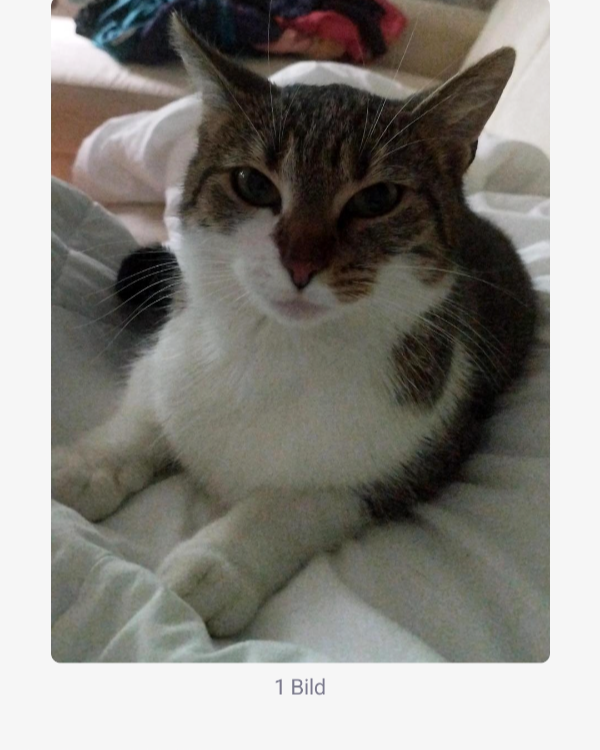 Missing Cat - Borken