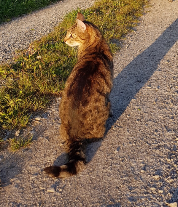 Missing Cat - Neuhof