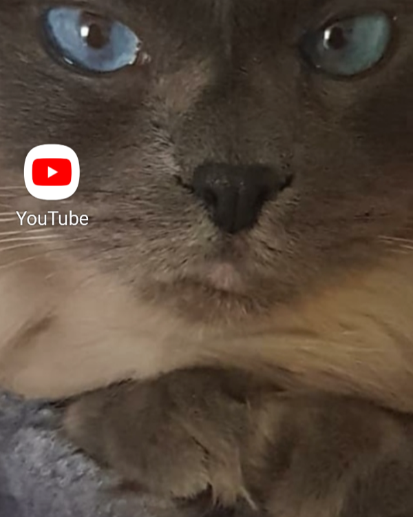 Missing Cat - Weiden in der Oberpfalz