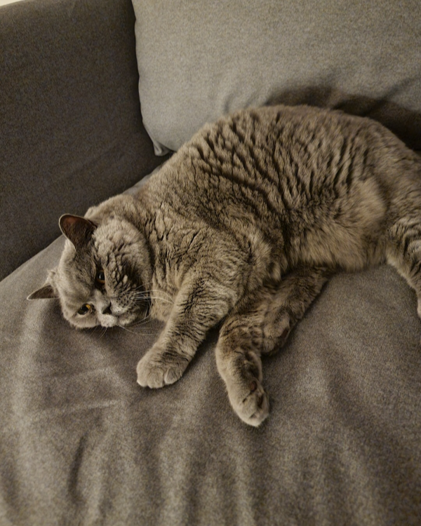 Missing Cat - Lauda-Königshofen