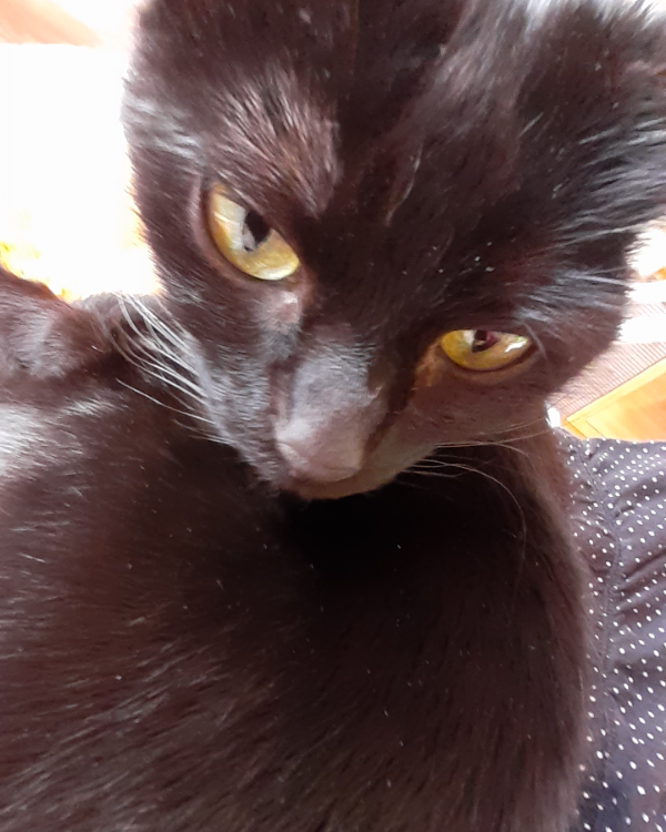 Missing Cat - Walldürn