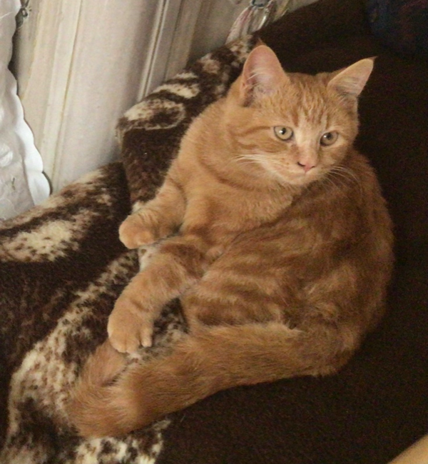 Missing Cat - Nußdorf am Inn