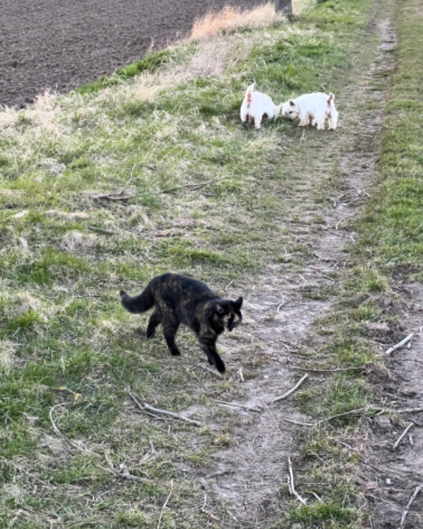 Missing Cat - Mücheln (Geiseltal) l