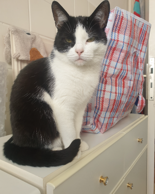 Found Cat - Sandersdorf-Brehna